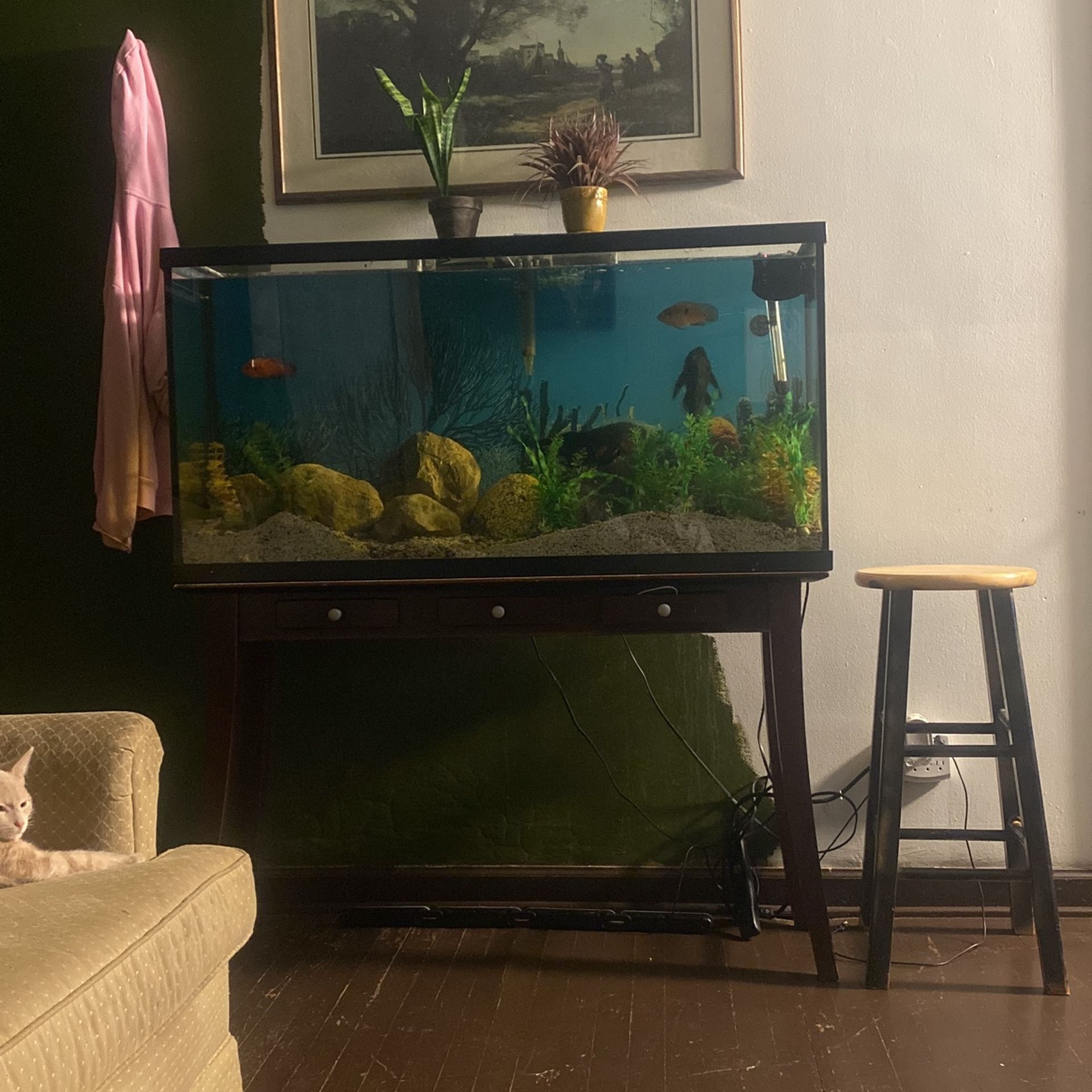 65 Gallon Tank