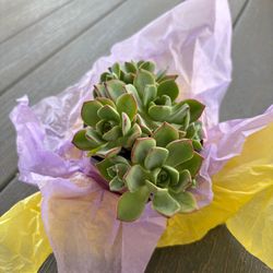 Haworth’s aeonium plant 4”