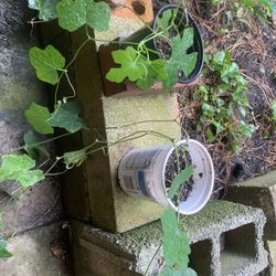 Tindora/Ivy Gourd Plants 