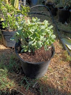 Succulent plant