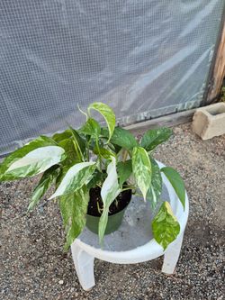 Albo Pothos Plant 6" pot