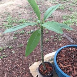 Plumeria Tree