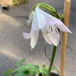 Lilly Plant In Pot Decorative Green Easy To Care For White Flowers 