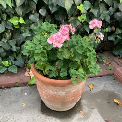 Pelargonium zonale Pink Flower Shrub In Floral Clay Large Pot 
