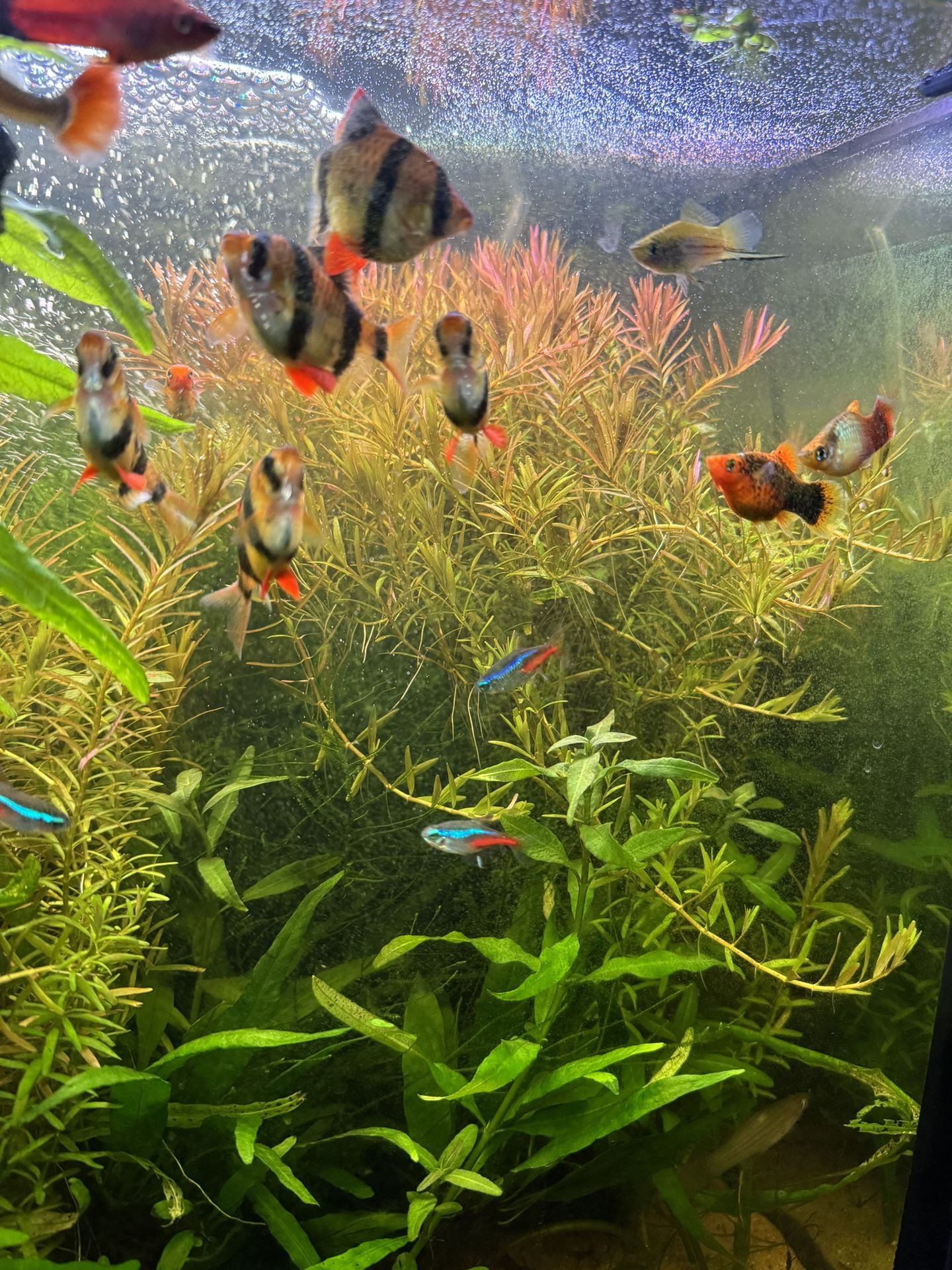 Fish Tank