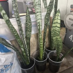 Indoor Plants In Pot Snake Sanseveria Panta $15 Each 