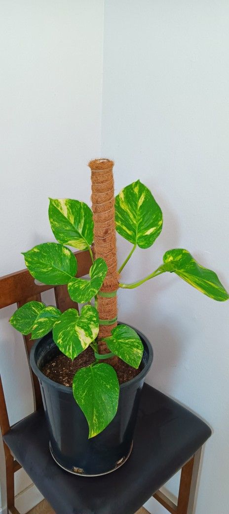 Variegated Giant Leaf Hawaiian Pothos 