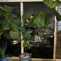 Fiddle Fig Tree