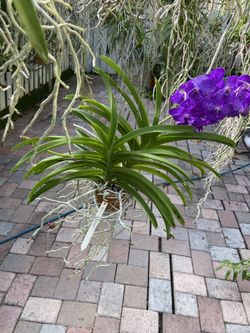 Blooming Vanda Orchid 