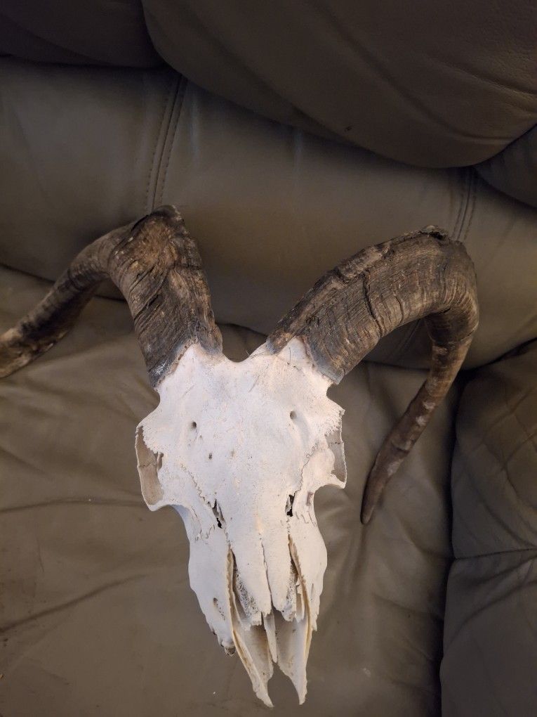 Taxidermy Medium Goat/ Ram