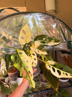 Monstera Adansonii Albo Plant - 5inch