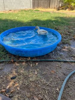 Free duck