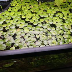 Amazon Frogbit (floating Plant)
