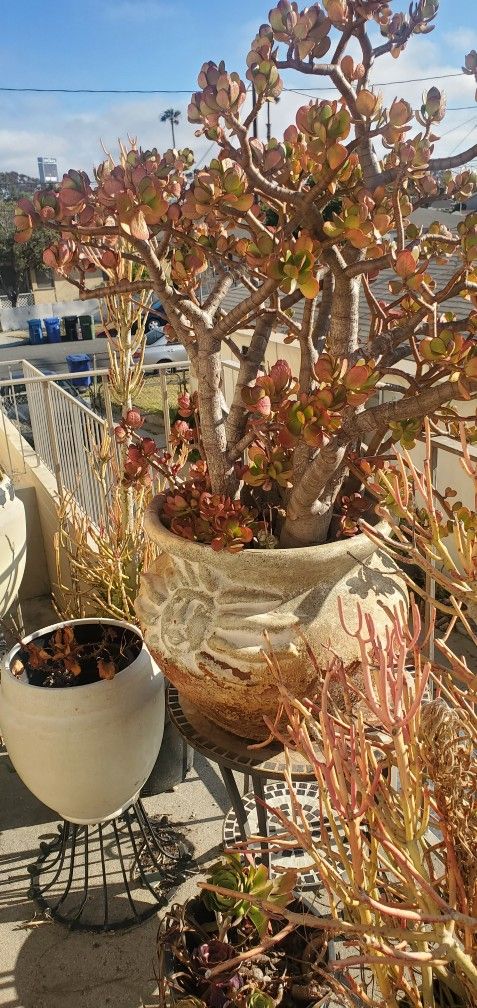 Plants