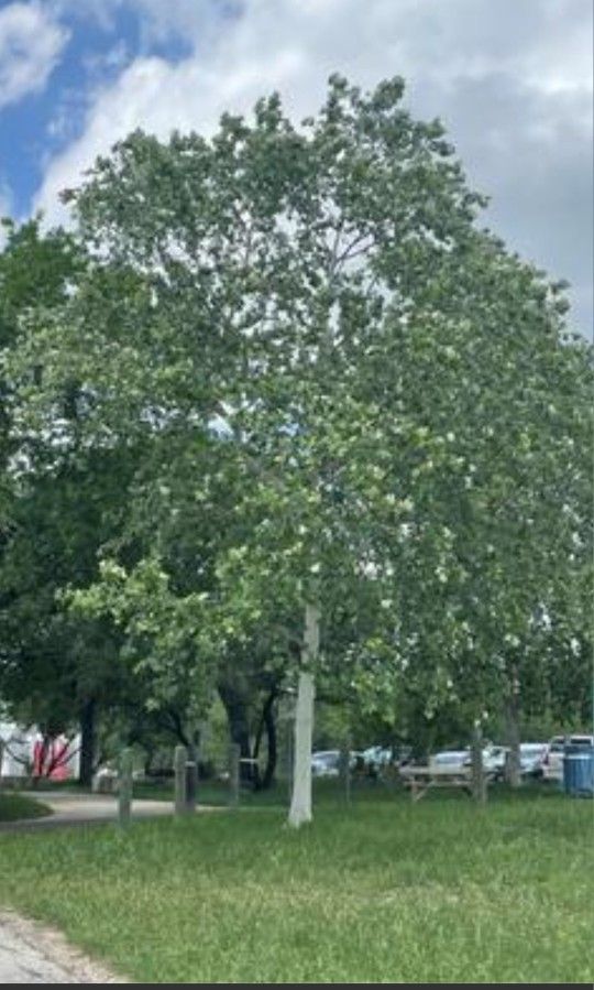 Mexican Sycamore Tree 30gallons 14ft Tall
