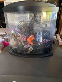 2.5 Gallon Aquarium complete set up