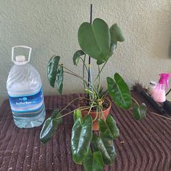 Burle marx and monstera