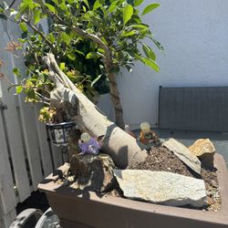 Bonsai Tree