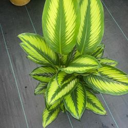 Calathea Beauty Star (Calathea insignis) 8 Inch Pot