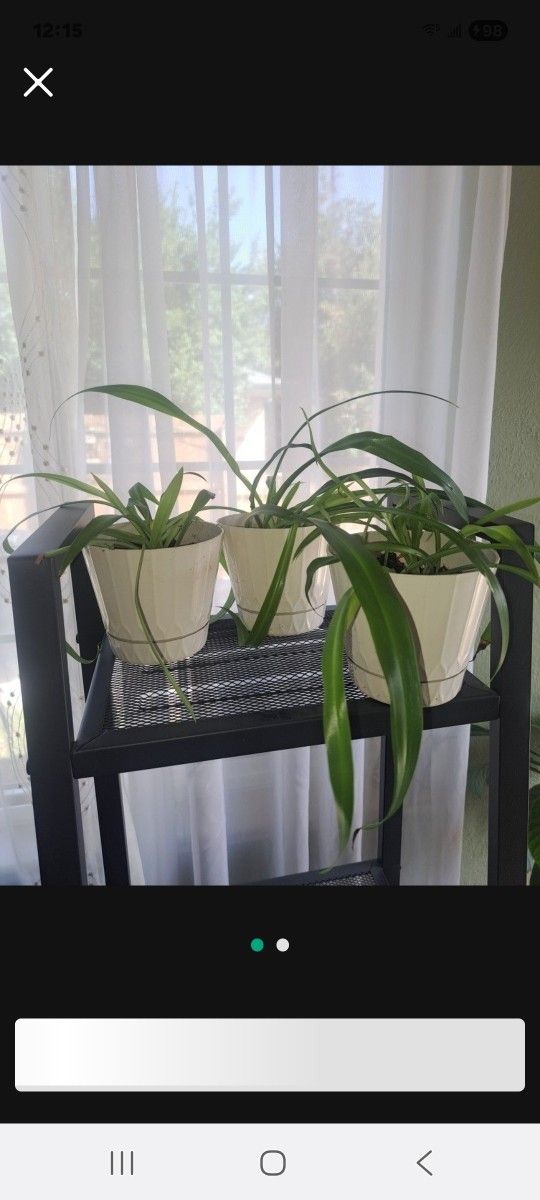 Trio of Spider Plants in Matching 5" Pots