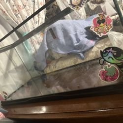 20 Gallon Reptile Tank