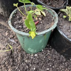 1 Gallon Strawberry Plants