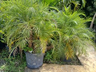 Robellini palms starting from $45