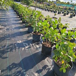 Clusia Trees 