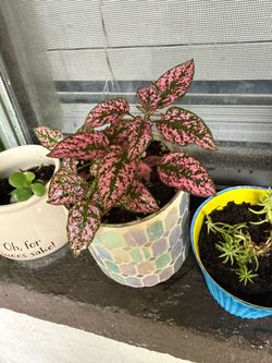 Pink polka dot plant in white mosaic