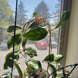 Hoya Chicken Farm Blooming 