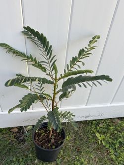 Red Hummingbird Tree With Flower Buds (sesbania Grandiflora)1-2 Ft Tall