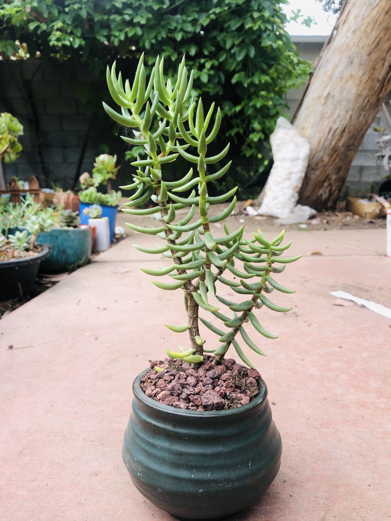 Pine tree succulent live rooted