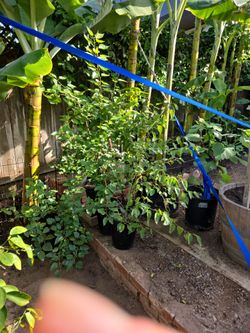 Black Mulberry Tree 3-4 feet in pots.