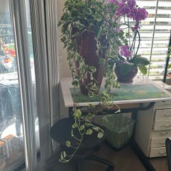Snow White Long Ivy Indoor Plant