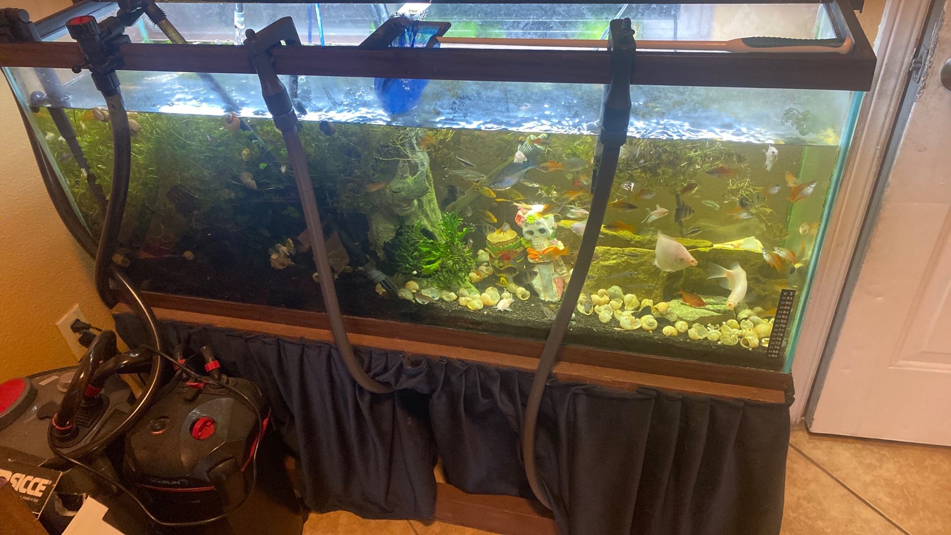 Fish Tank, Pumps, And Fish 
