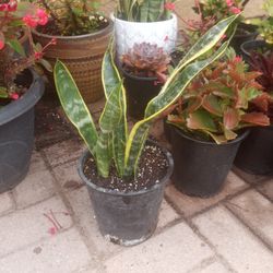 Snake Plant $10