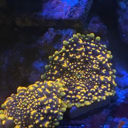 Doughboy Bounce Mushroom Coral 