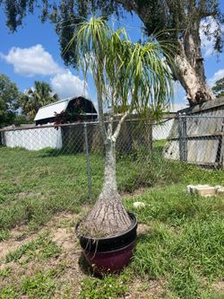 Potted Ponytail Palm (Beaucarnea Recurvata)