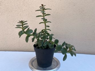 11” Cute Jade Plant 🪴