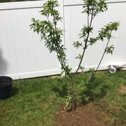 Fruit Trees 200$ Delver and Installed 