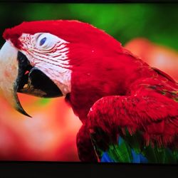 Samsung Smart 55" TV Q Series 