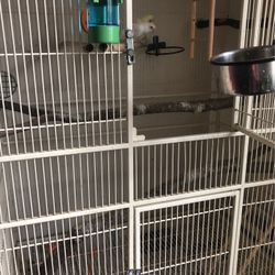 Happy Parakeets With Cage And Toys And Breeding Box