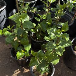 Hibiscus 🌺 Double Flawer In One Gallon 2F The Tall!20 Each Price Firm