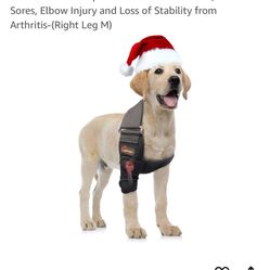 Dog brace