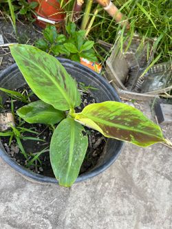 Dwarf Cavendish Banana Trees Pot
