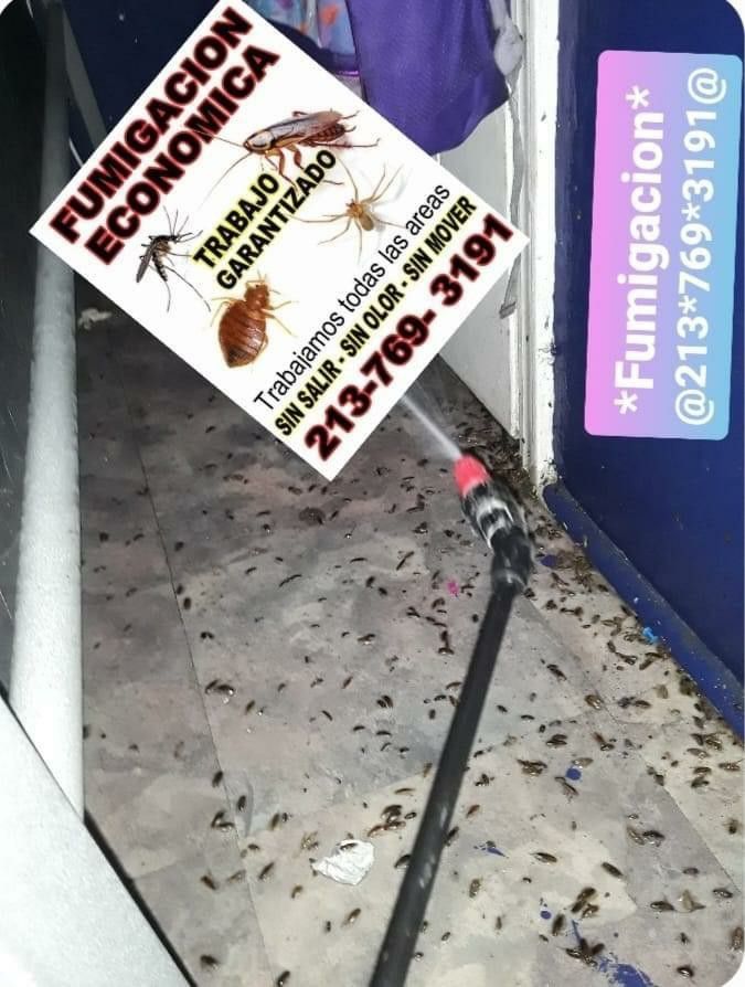 Mariomatafumitodo Economico Garantizado 