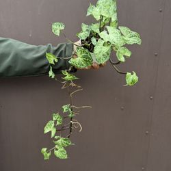 Xl Syngonium Batik In 4” Pot 