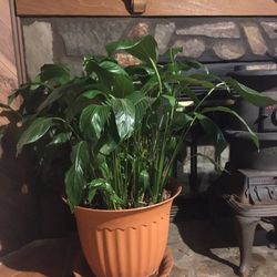 Peace Lily