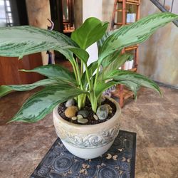 Live Chinese Evergreen Agiaonema Plant In Gorgeous 8in Ceramic Pot 