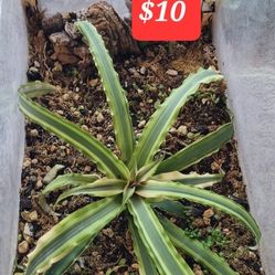 Cryptanthus Plant Only $10. With Ikea Greenhouse Terrarium  Additional $15